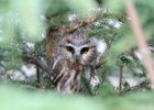Northern Saw-Whet Owl (7)