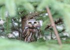 Northern Saw-Whet Owl (8)