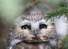 Northern Saw-Whet Owl (9)