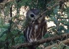 Northern Saw-whet Owl