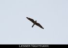 041 - 485 Lesser Nighthawk