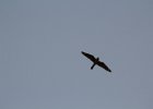 Lesser Nighthawk (1)