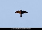 041 - 486 Common Nighthawk
