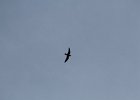 Common Nighthawk (15)