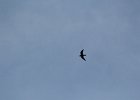 Common Nighthawk (19)
