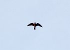 Common Nighthawk (2)