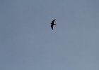 Common Nighthawk (29)