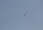 Common Nighthawk (34)