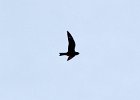Common Nighthawk (9)