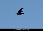042 - 497 Chimney Swift