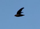 101Chimney Swift