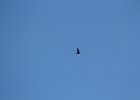 Chimney Swift (1)