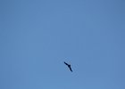 Chimney Swift (10)