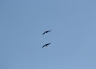 Chimney Swift (11)