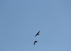 Chimney Swift (12)
