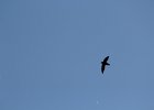 Chimney Swift (13)