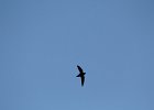 Chimney Swift (16)