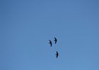 Chimney Swift (17)