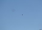 Chimney Swift (3)