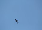 Chimney Swift (5)