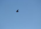 Chimney Swift (7)