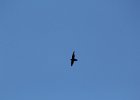 Chimney Swift (9)