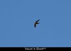 042 - 498 Vaux's Swift