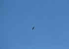 Vaux's Swift (12)