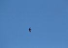 Vaux's Swift (13)