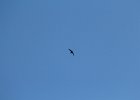 Vaux's Swift (7)