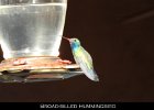 043 - 506 Broad-billed Hummingbird
