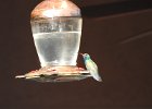 Broad-billed Hummingbird (1)