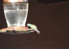 Broad-billed Hummingbird (4)