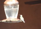 Broad-billed Hummingbird (5)