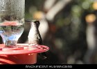 043 - 514 Magnificent Hummingbird