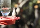 Magnificent Hummingbird (2)