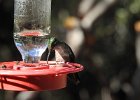 Magnificent Hummingbird (3)