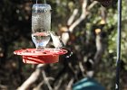 Magnificent Hummingbird (4)