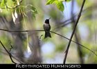 043 - 518 Ruby-throated Hummingbird