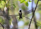 101Ruby-throated Hummingbird