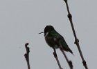 102Ruby-throated Hummingbird