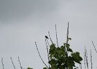 Ruby-throated Hummingbird (11)