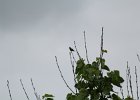 Ruby-throated Hummingbird (12)