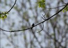 Ruby-throated Hummingbird (21)