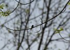 Ruby-throated Hummingbird (23)