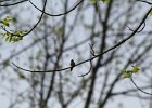Ruby-throated Hummingbird (24)
