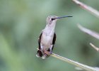 101Black-chinned Hummingbird