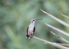 Black-chinned Hummingbird (1)