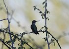 Black-chinned Hummingbird (10)