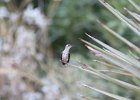 Black-chinned Hummingbird (16)